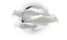 Open Days | d'Overbroeck's Oxford | Nord Anglia Education - Local Area Map-weather icon
